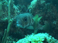 Porcupinefish on Supermarket Reef, St. Thomas