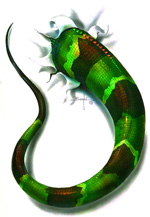 Iguana T-Shirt - Paul Borghi Designs