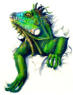 Iguana T-Shirt - Paul Borghi Designs